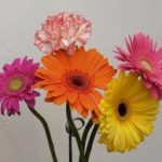 daisy bouquet:free