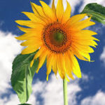 sunflower against blue sky:free