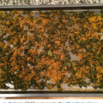 kale chips I made